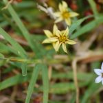 Annual blue eyed grass, Sisyrinchium rosulatum