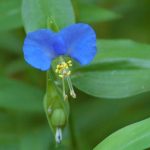 Asiatic dayflower, Commelina communis