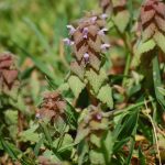 Dead nettle, Lamium purpureum