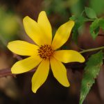 Midwestern tickseed-sunflower, Bidens aristosa