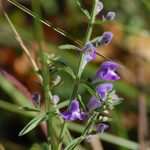 Narrowleaf skullcap, Scutellaria integrifolia