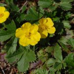 Dwarf cinquefoil, Potentilla canadensis