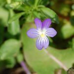 Field pansy, Viola bicolor