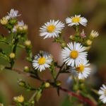 Frost aster, Symphyotrichum pilosum