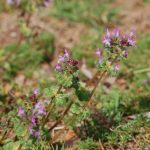 Henbit, Lamium amplexicaule