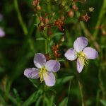 Maryland meadow beauty, Rhexia mariana