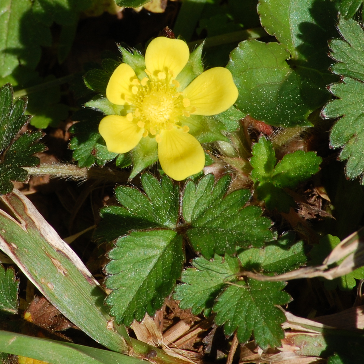 Mock strawberry, Potentilla indica