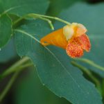 Orange jewelweed, Impatiens capensis