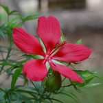 Scarlet rose mallow, Hibiscus coccineus