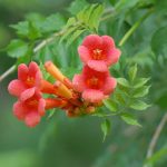 Trumpet creeper, Campsis radicans