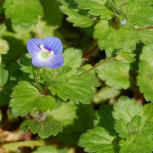 Bird's eye speedwell, Veronica persica