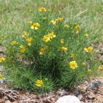 Bitterweed, Helenium amarum