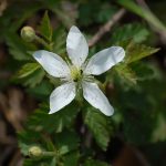 Blackberry, Rubus pensilvanicus