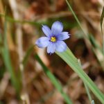 Blue eyed grass, Sisyrinchium