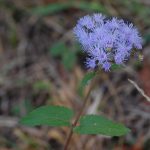 Blue mistflower, Conoclinium coelestinum