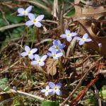 Bluet, Houstonia caerulea