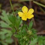 Bulbous buttercup, Ranunculus bulbosus