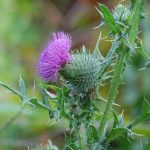 Bull thistle, Cirsium vulgare