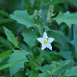 Carolina horse-nettle, Solanum carolinense