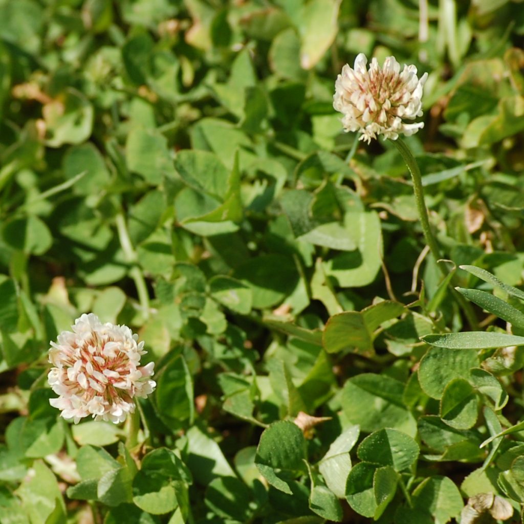 Clover, Trifolium repens