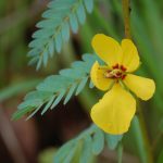 Common partridge pea, Chamaecrista fasciculata