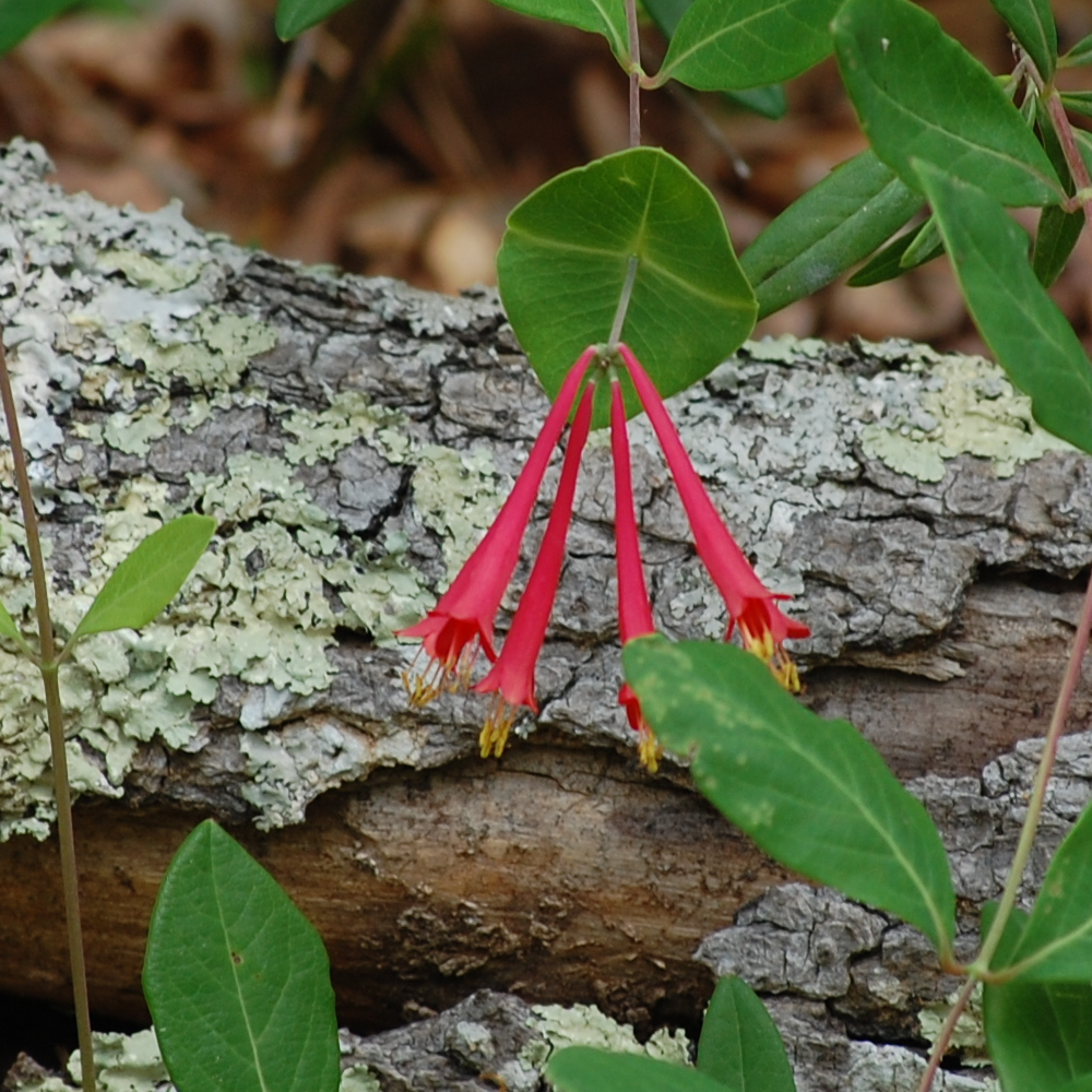 Coral honeysuckle, Lonicera sempervirens