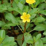 Creeping water primrose, Ludwigia peploides