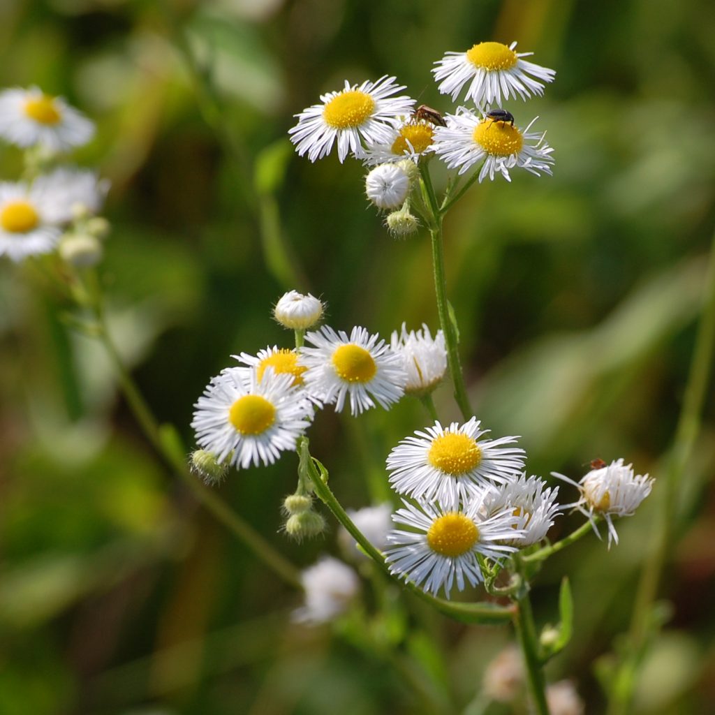 Daisy fleabane, Erigeron strigosus var. strigosus