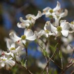 Dogwood, Cornus florida