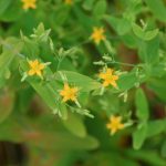 Dwarf St. John's-wort, Hypericum mutilum