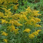 Early goldenrod, Solidago juncea