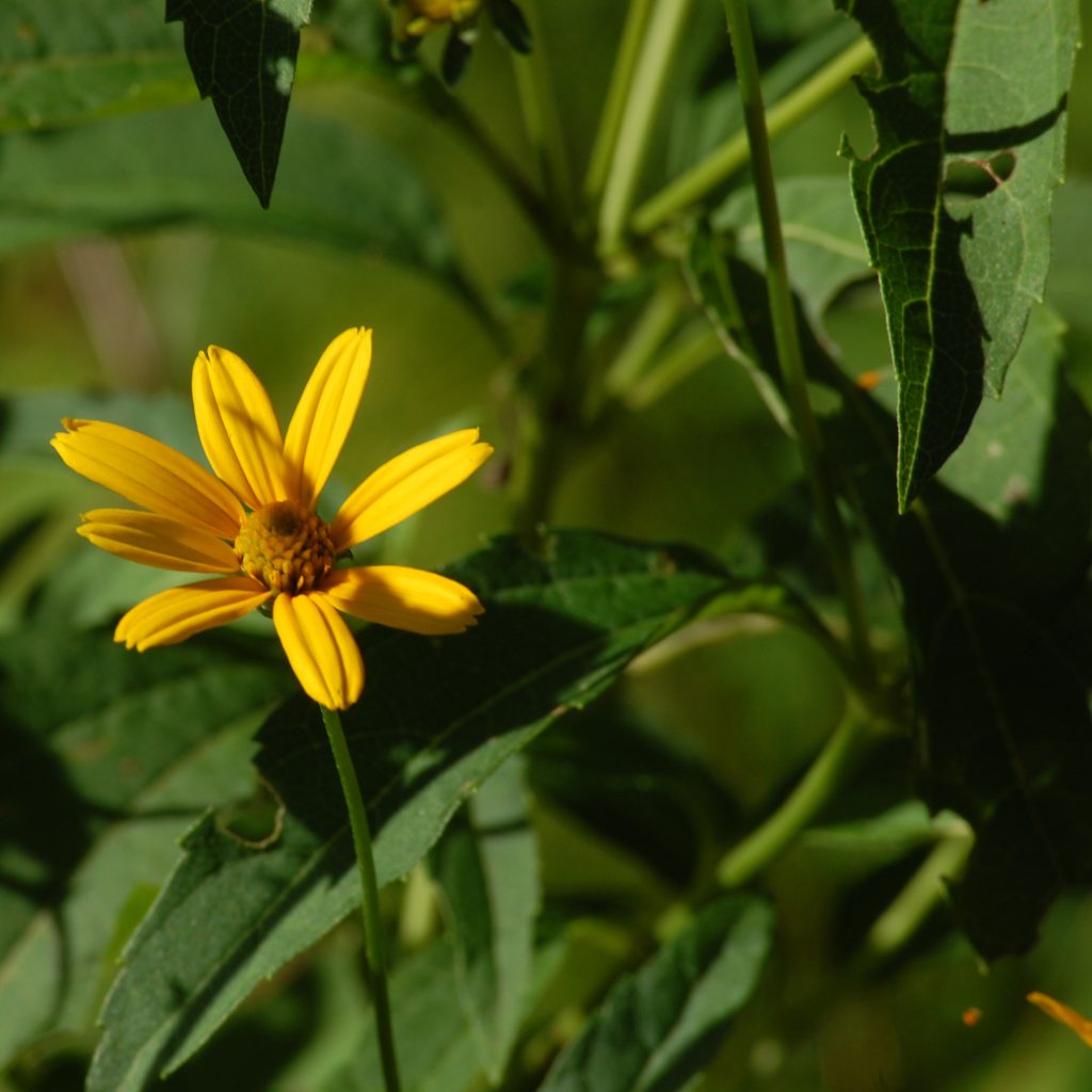 Eastern oxeye, Heliopsis helianthoides