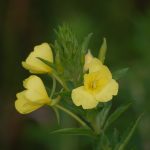 Evening primrose, Oenothera biennis