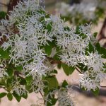 Fringe tree, Chionanthus virginicus