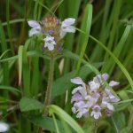 Heal-all, Prunella vulgaris