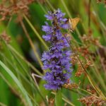 Heartleaf pickerelweed, Pontederia cordata