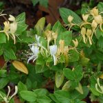 Japanese honeysuckle, Lonicera japonica