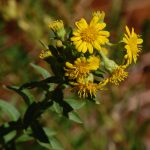 Maryland golden aster, Chrysopsis mariana