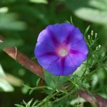 Morning glory, Ipomoea purpurea