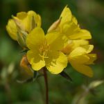 Narrow-leaf evening primrose, Oenothera fruticosa