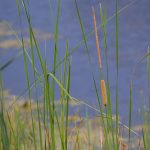 Narrowleaf cattail, Typha angustifolia