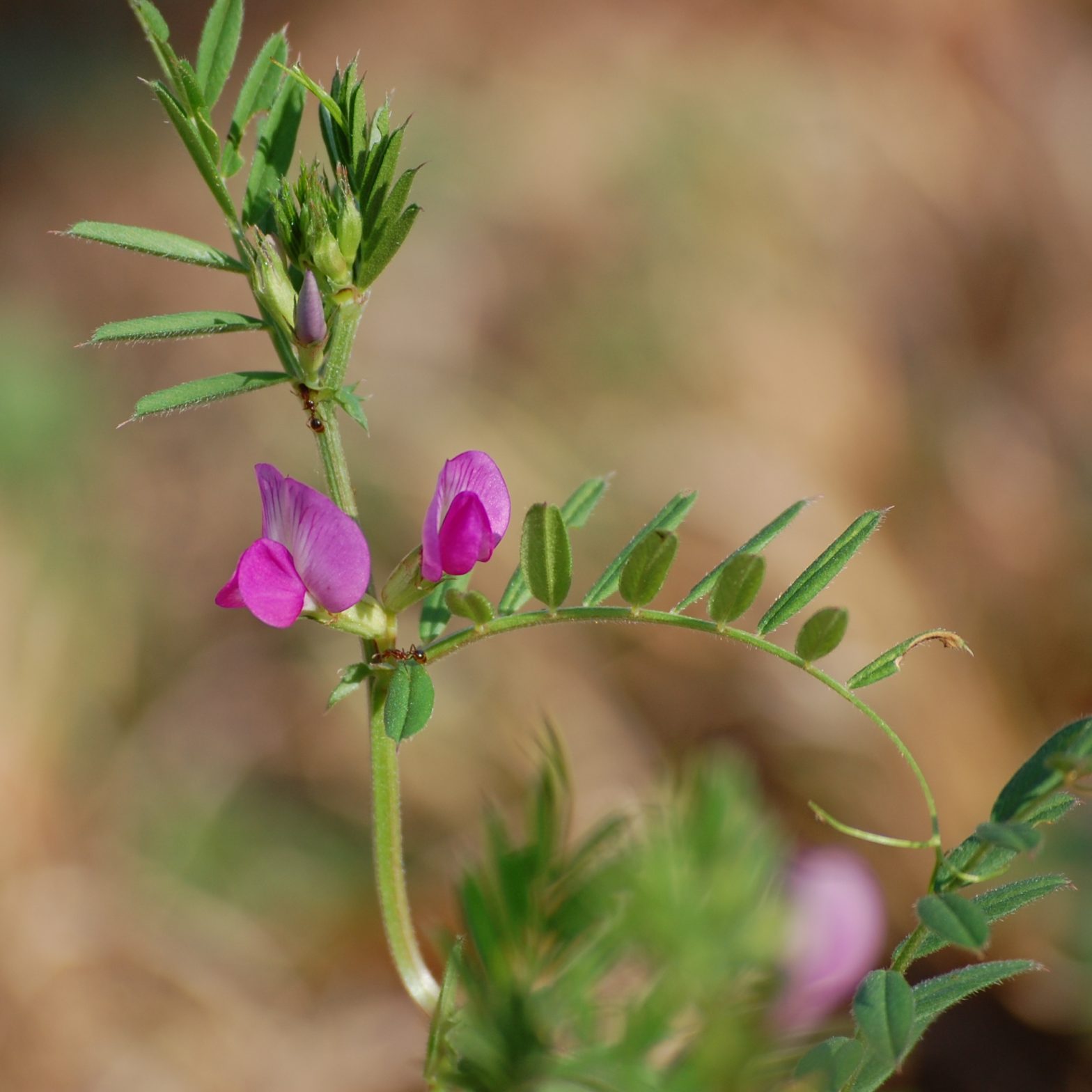 Narrowleaf vetch, Vicia sativa ssp. nigra