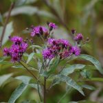 New York ironweed, Vernonia noveboracensis