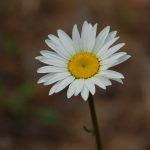 Ox-eye daisy, Leucanthemum vulgare