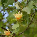 Poplar, Liriodendron tulipifera