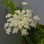 Queen Anne's lace, Daucus carota