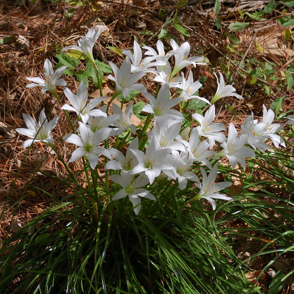 Rain lily, Zephyranthes atamasco