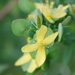 Reclining St. Andrew's cross, Hypericum hypericoides ssp. multicaule