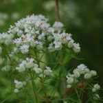 Slender mountain-mint, Pycnanthemum tenuifolium