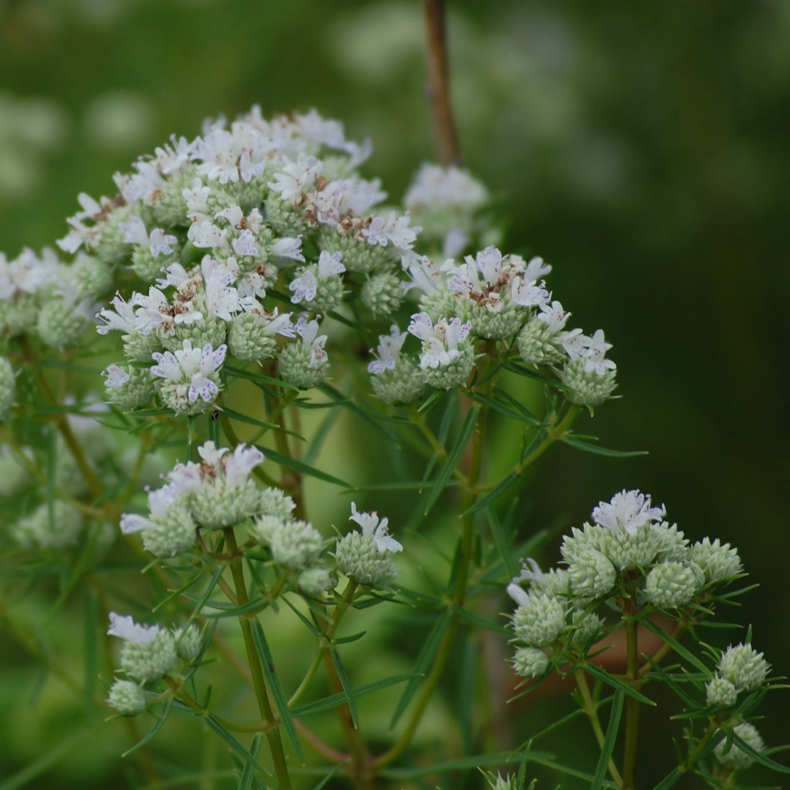 Take A Look About Slender Mountain Mint